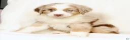 Miniature Australian Shepherd dogs for sale: Leo - Ad 7