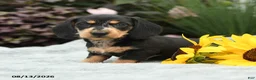 Dachshund dogs for sale: Rocky - Ad 5