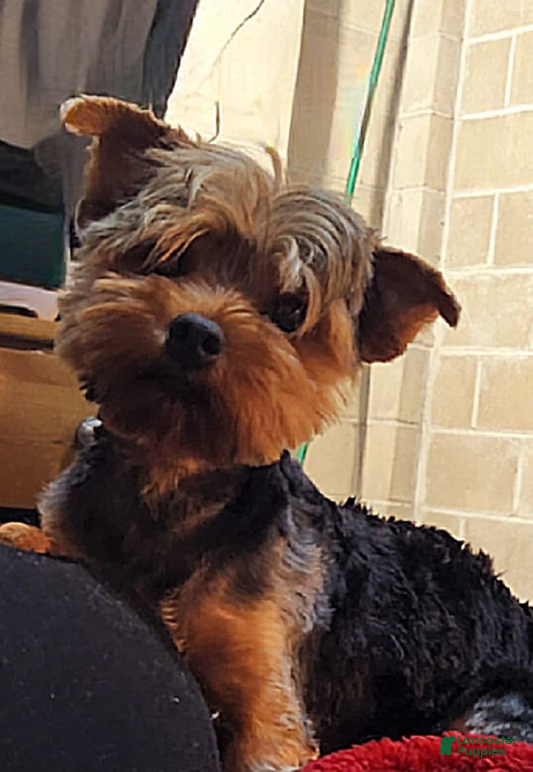 Yorkshire Terrier dogs for sale: Prim Rose - Ad 6