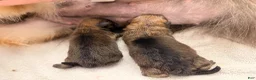 Pomeranian dogs for sale: Anne  - Ad 7