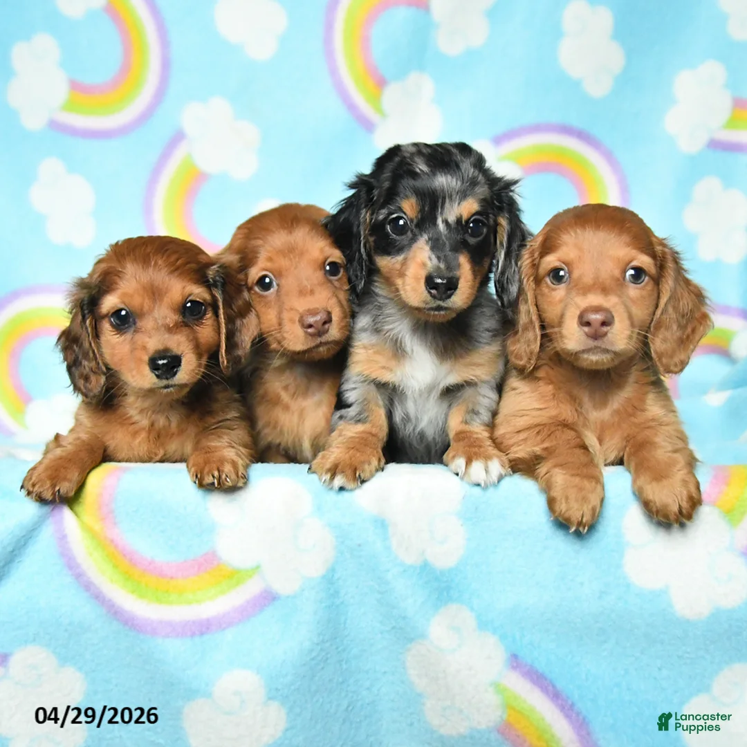 Miniature Dachshund dogs for sale: Penny - Ad 3