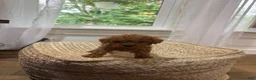 Mixed Breed dogs for sale: Silas - Ad 6