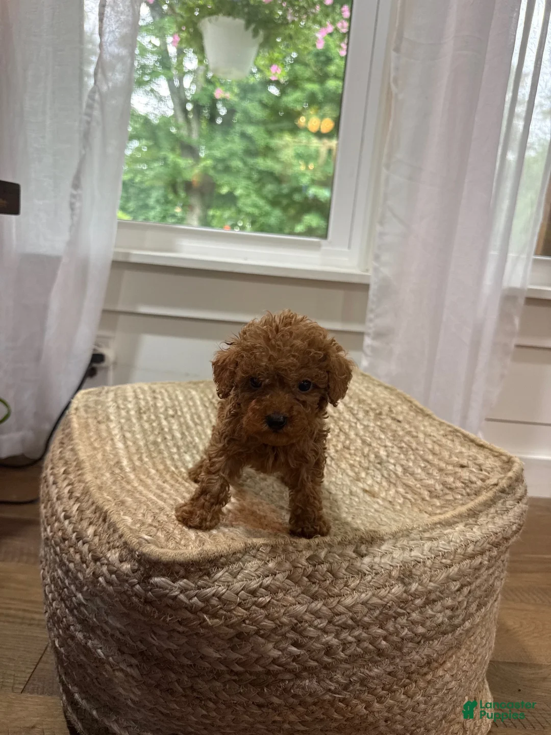 Mixed Breed dogs for sale: Silas - Ad 6