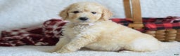 Goldendoodle dogs for sale: Goldendoodle Puppy 1 - Ad 8