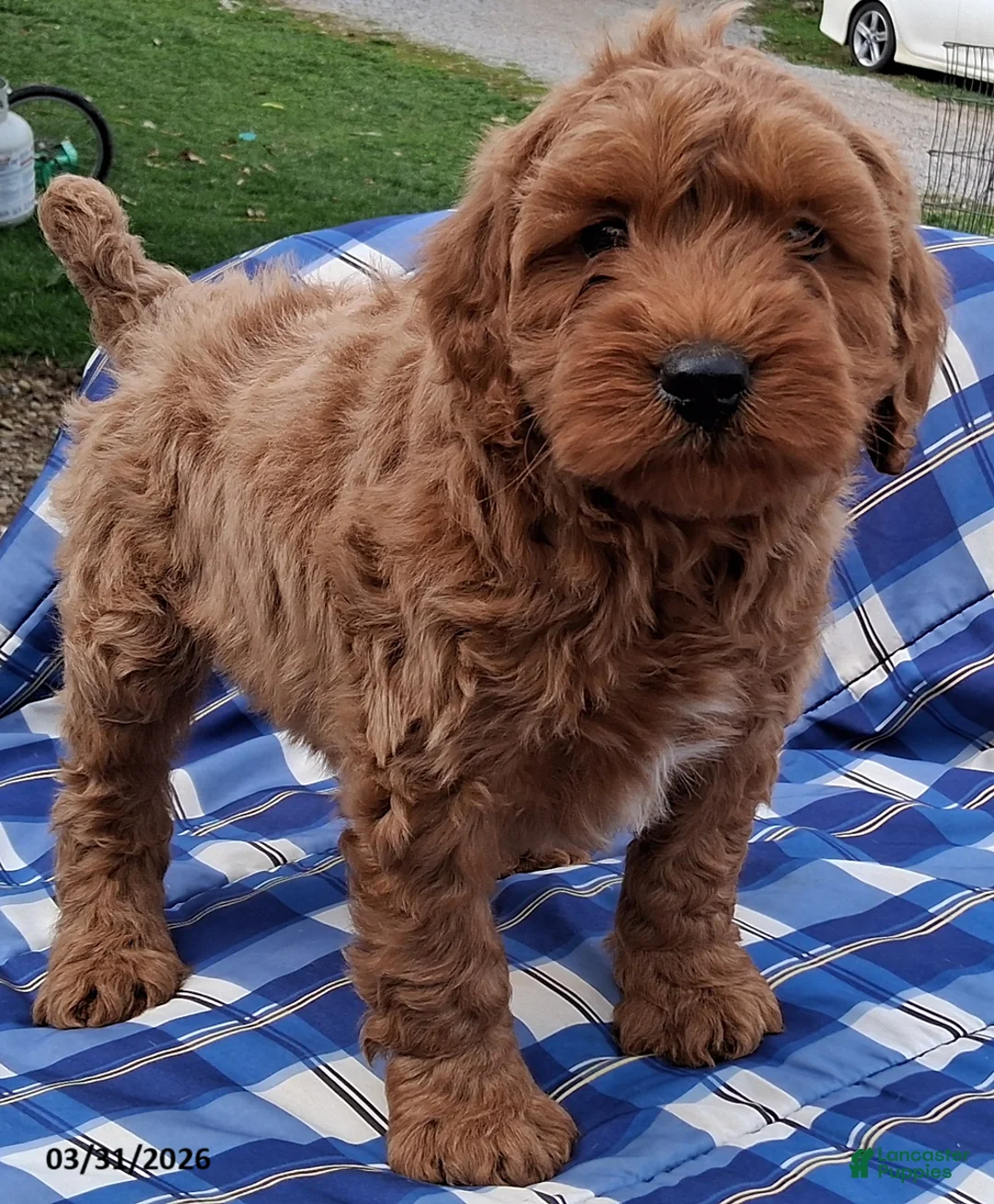 Mini Goldendoodle dogs for sale: Hendrix - Ad 1