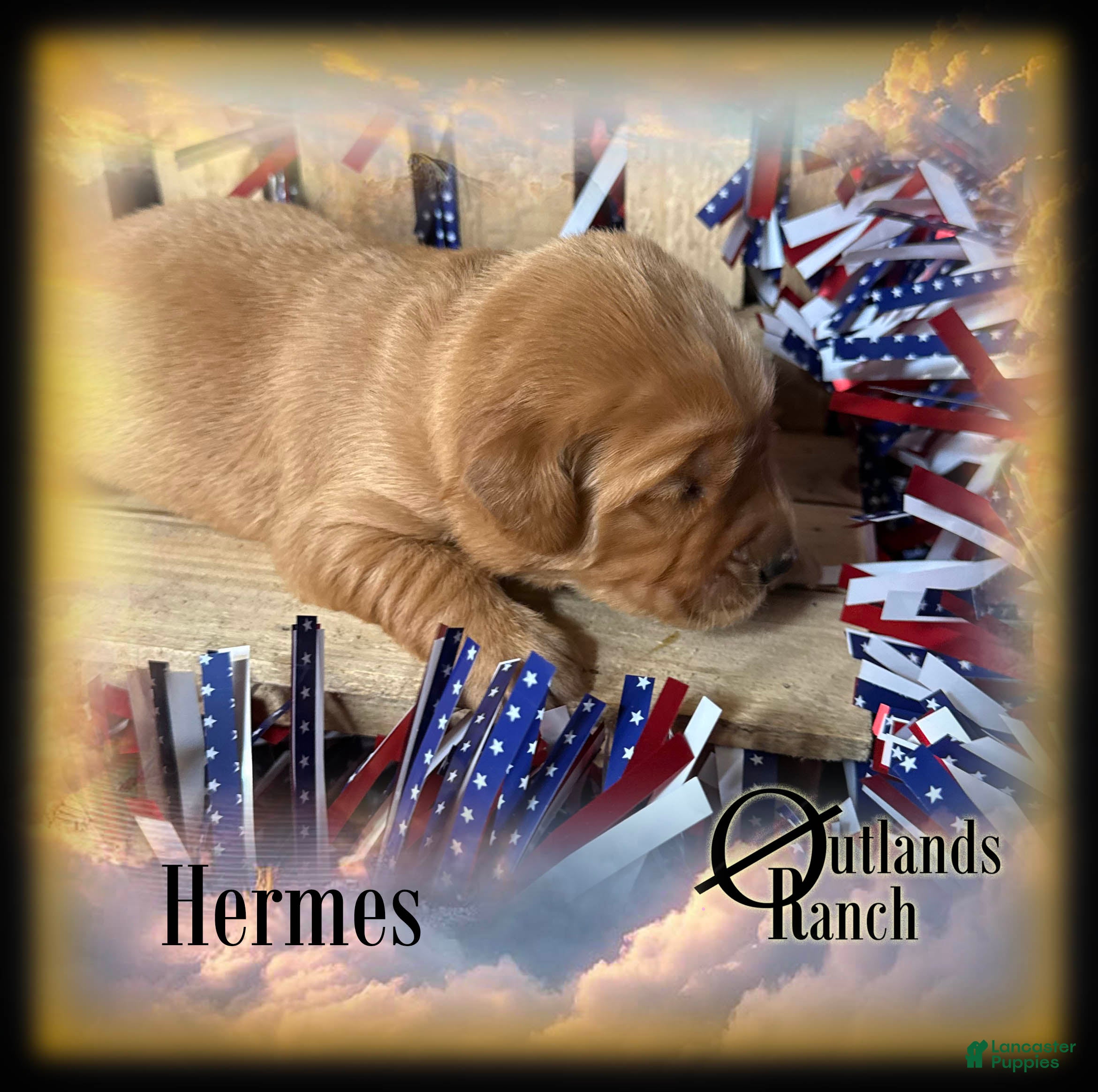 Golden Retriever dogs for sale: Hermes~Brown Collar - Ad 4