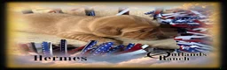 Golden Retriever dogs for sale: Hermes~Brown Collar - Ad 1