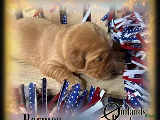 Golden Retriever dogs for sale: Hermes~Brown Collar - Ad 4