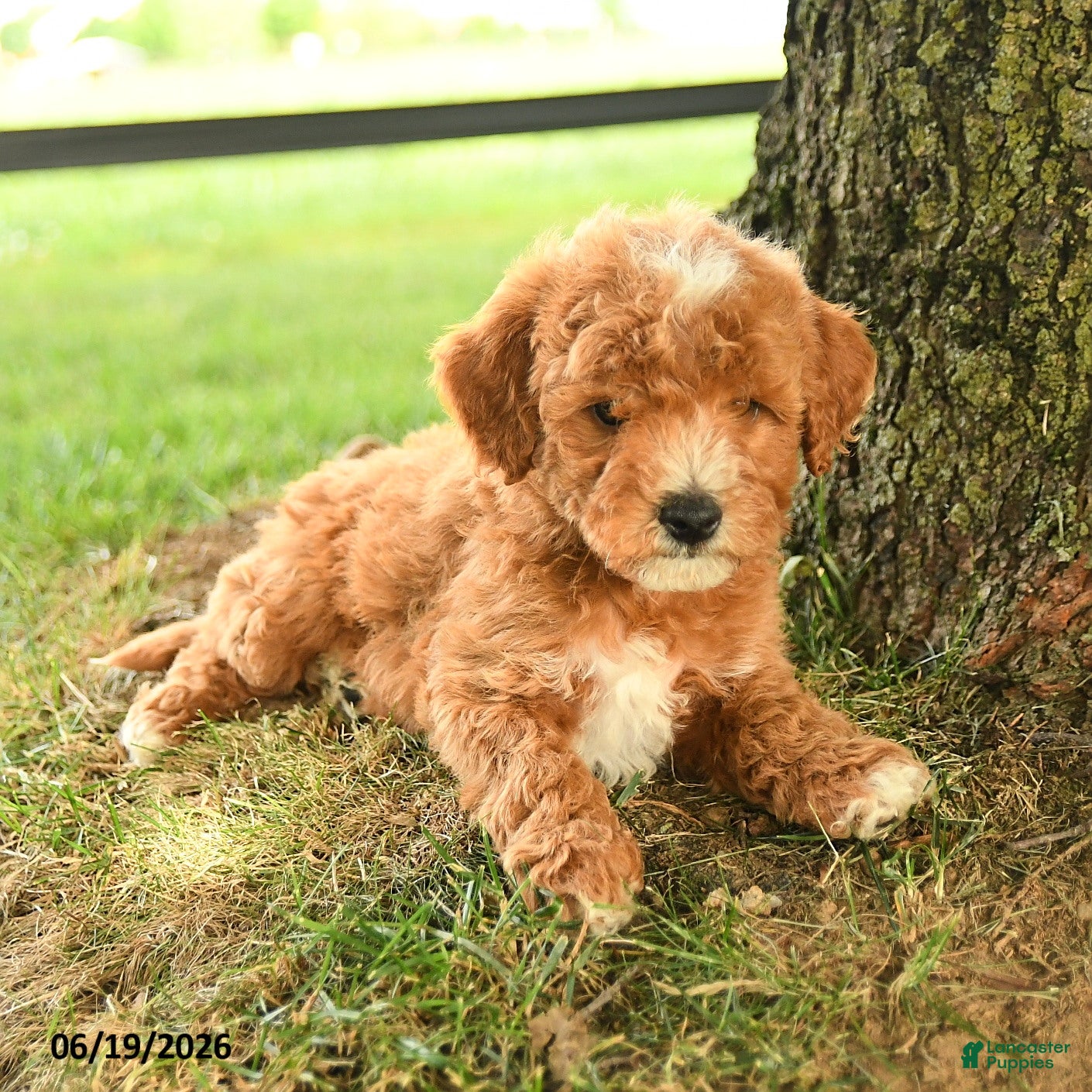 Mini Goldendoodle dogs Flynn - Ad 2
