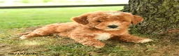 Mini Goldendoodle dogs for sale: Flynn - Ad 2