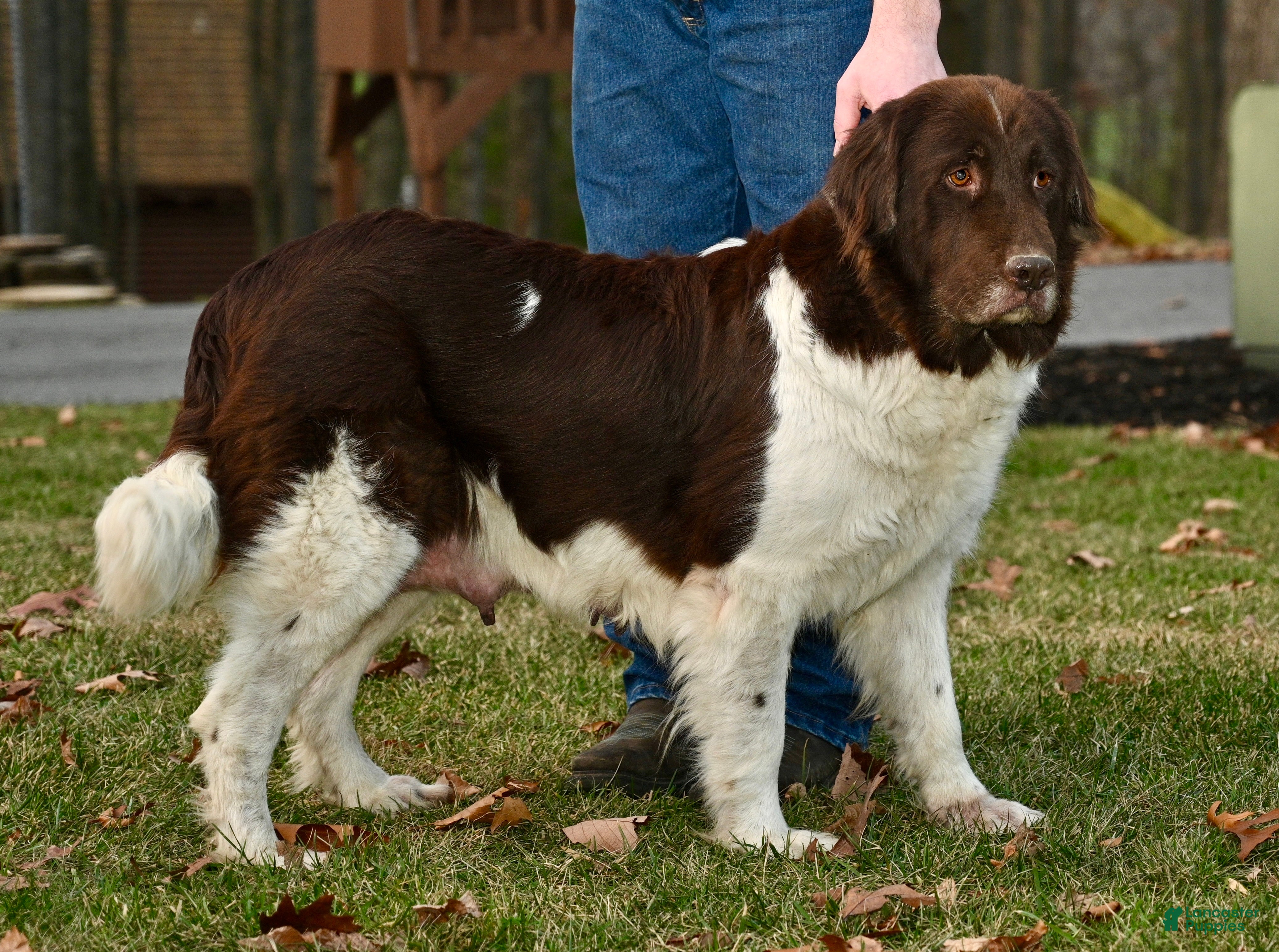 Newfoundland dogs Newfoundland Puppy 2 - Ad 37