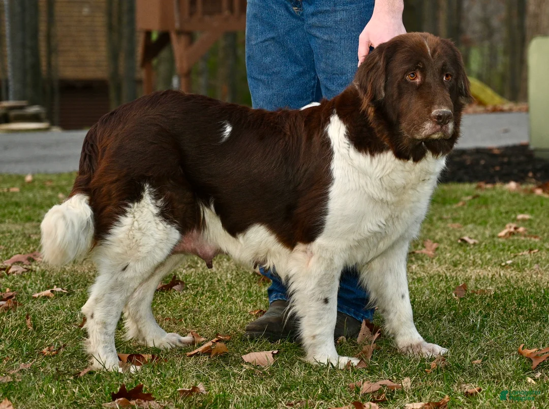 Newfoundland dogs for sale: Newfoundland Puppy 2 - Ad 1