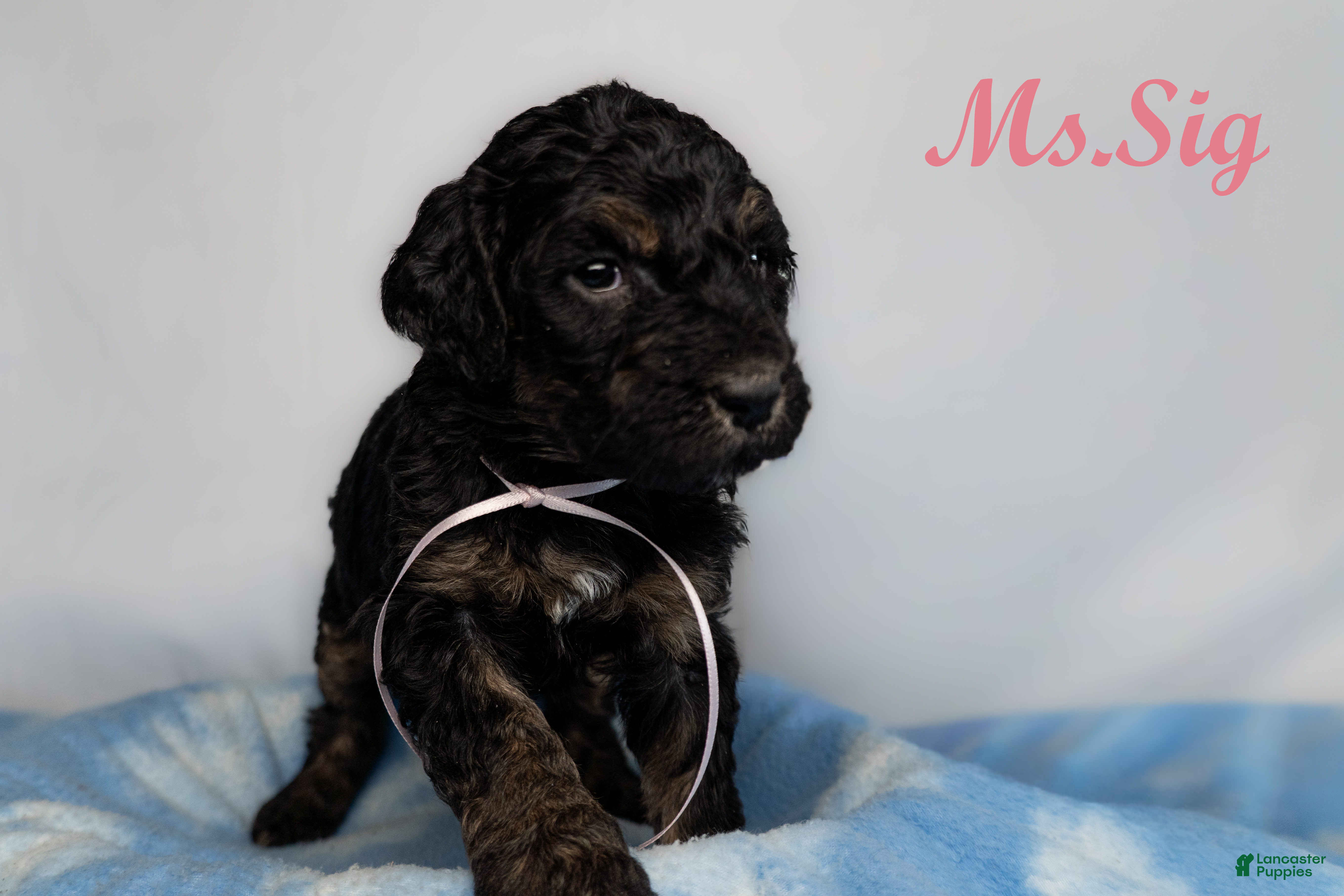 Bernedoodle dogs Wesson Puppy 6 - Ad 32