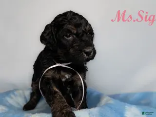 Bernedoodle dogs Wesson Puppy 6 - Ad 32