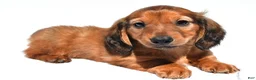 Miniature Dachshund dogs for sale: Max - Ad 1