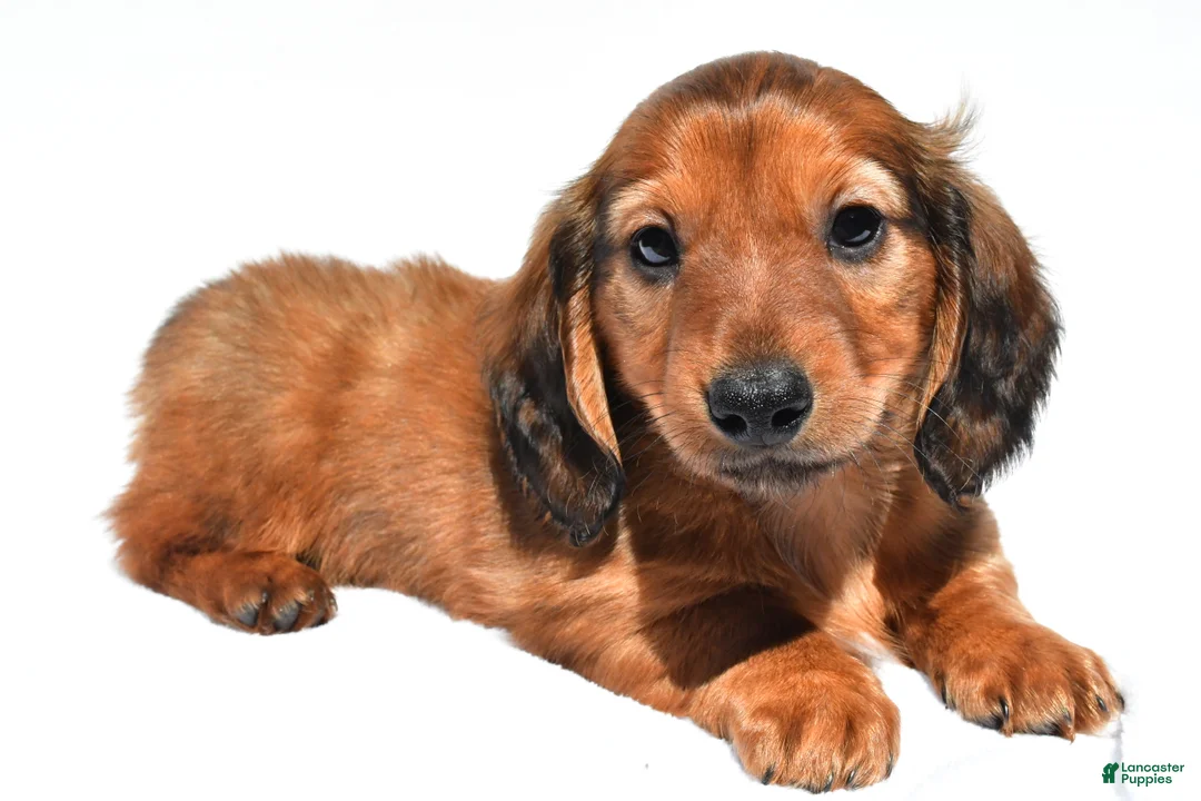Miniature Dachshund dogs for sale: Max - Ad 1