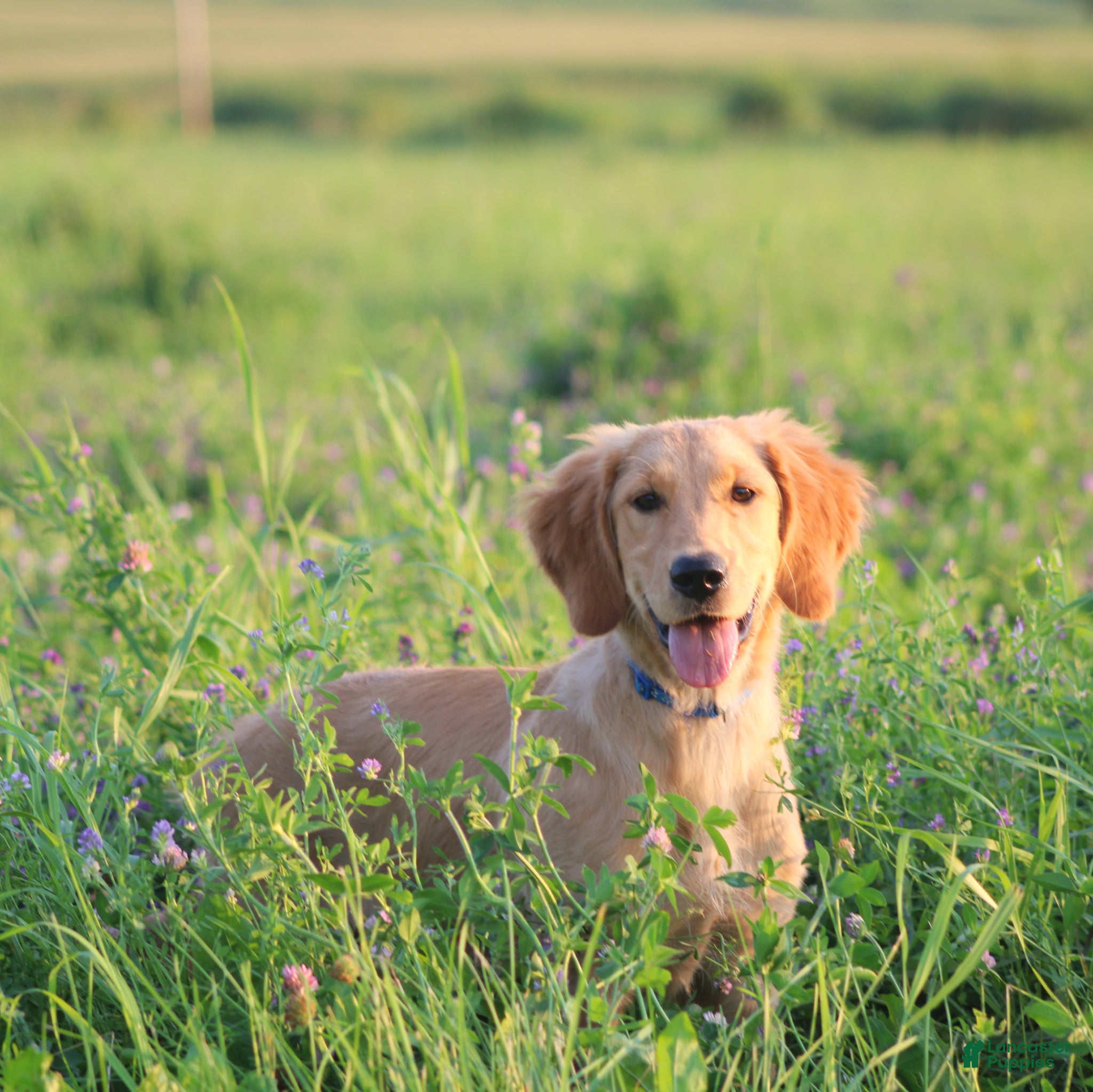 Mixed Breed dogs Mixed Breed Puppy 4 - Ad 2