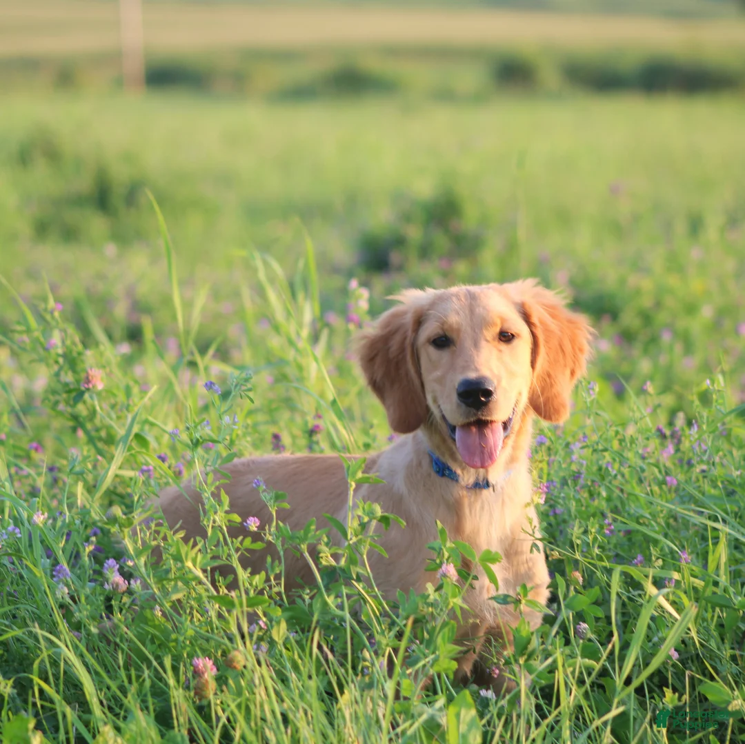 Mixed Breed dogs for sale: Mixed Breed Puppy 3 - Ad 2