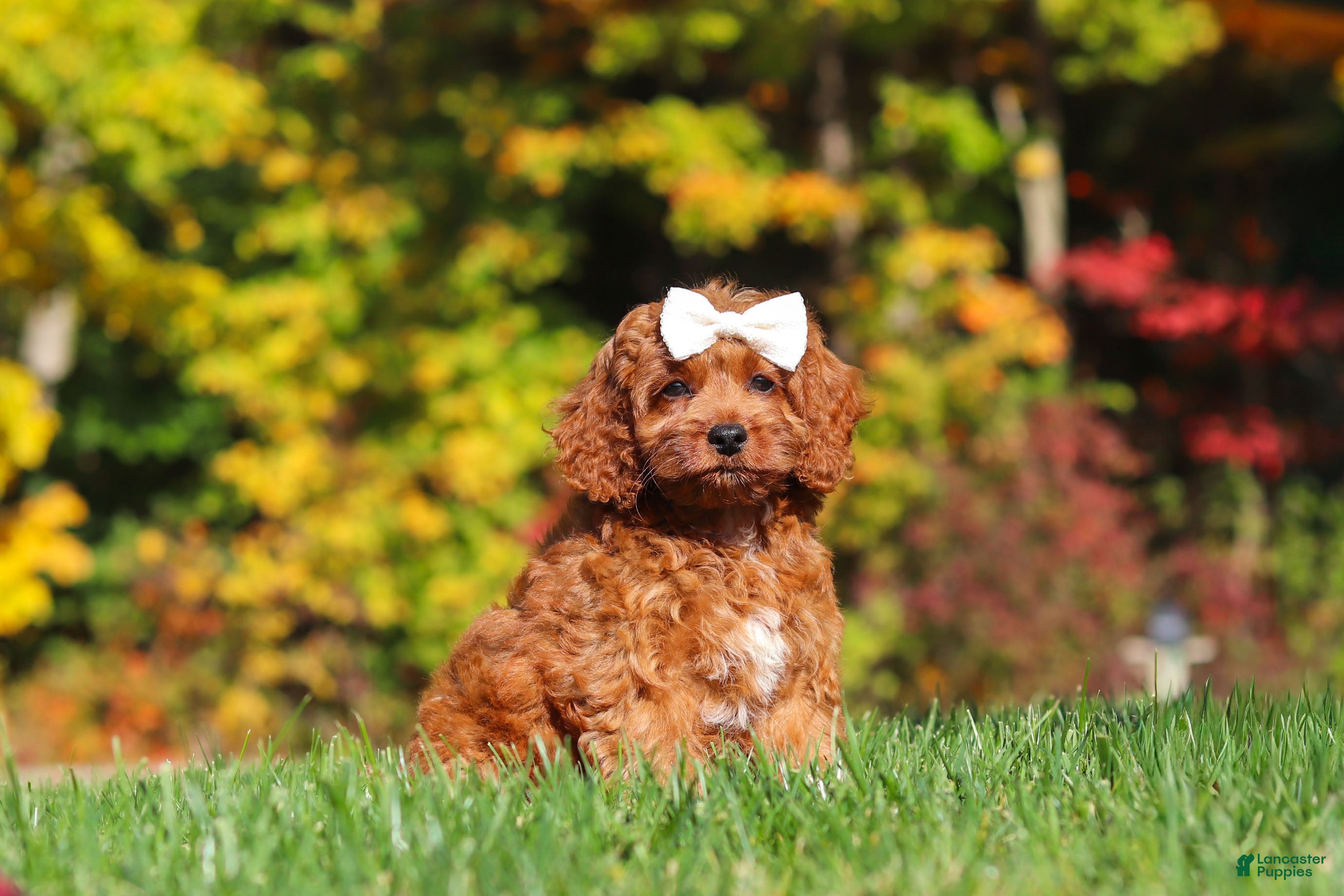 Cockapoo dogs Magnolia - Ad 2
