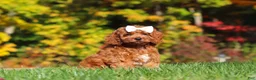 Cockapoo dogs for sale: Magnolia - Ad 2