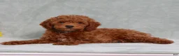 Miniature Poodle dogs for sale: Lyle - Ad 4