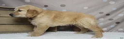Golden Retriever dogs for sale: Babka - Ad 6