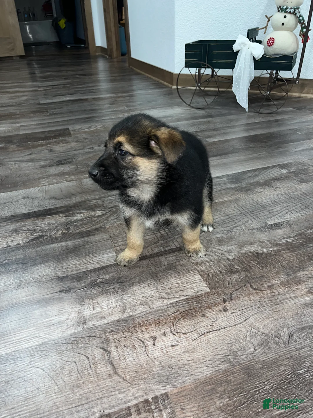 Mixed Breed dogs for sale: Max🩵 - Ad 5