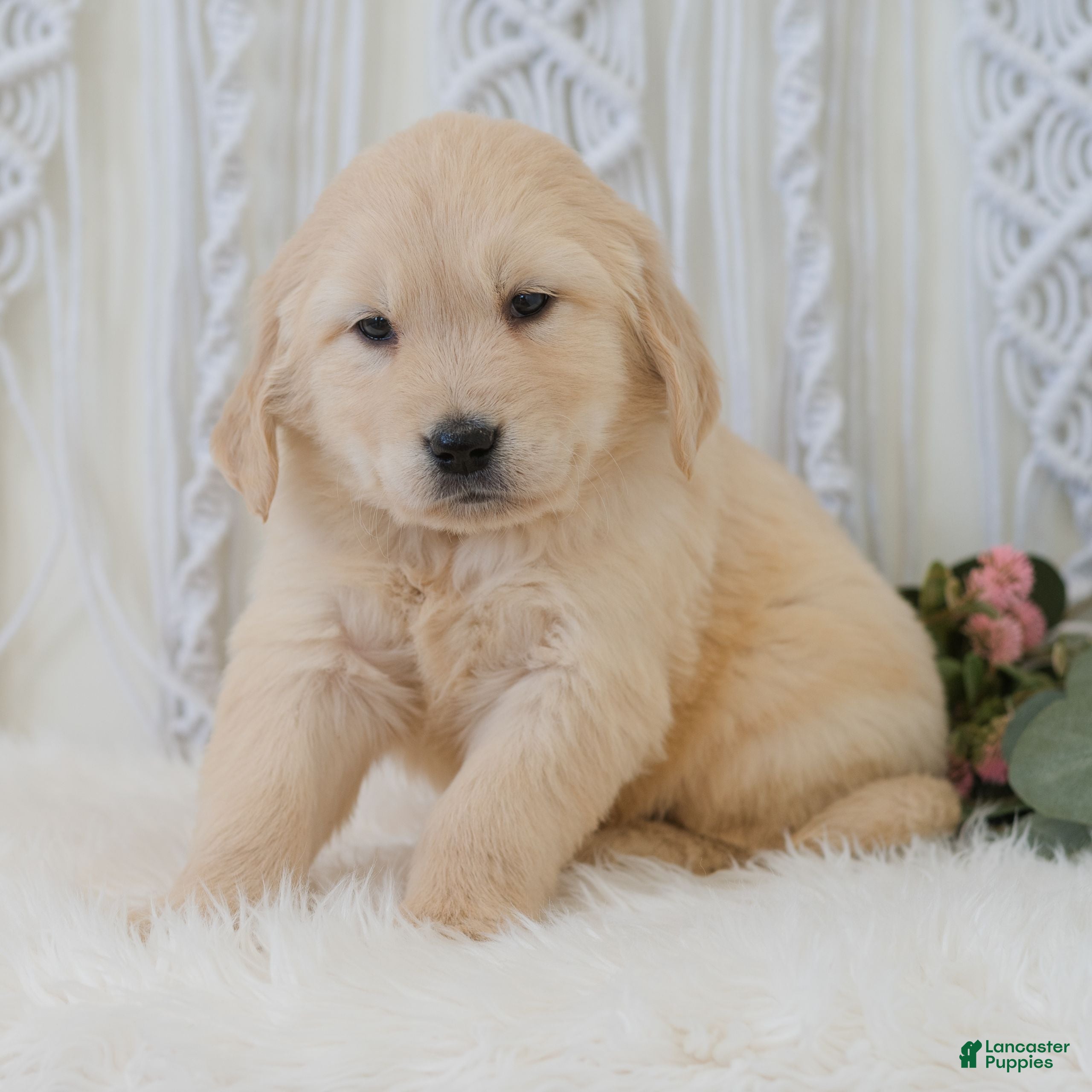Golden Retriever dogs Scar  - Ad 1