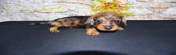 Miniature Dachshund dogs for sale: Horton - Ad 3
