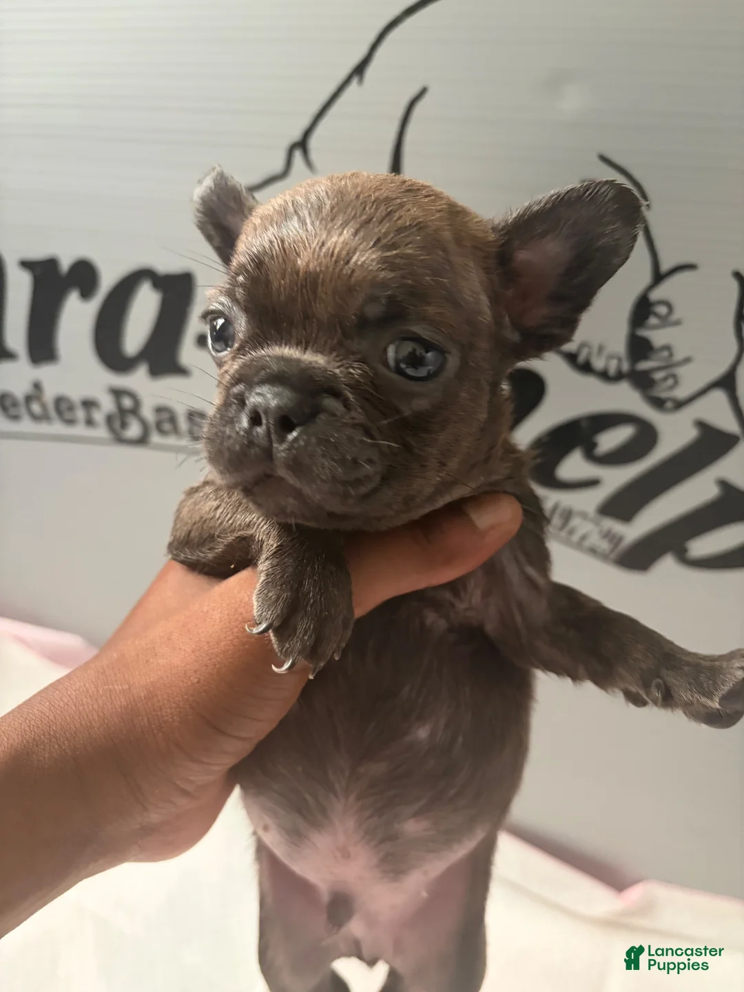 French Bulldog dogs for sale: French Bulldog  - Ad 1