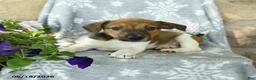 Jack Russell Terrier dogs for sale: Jeff - Ad 3