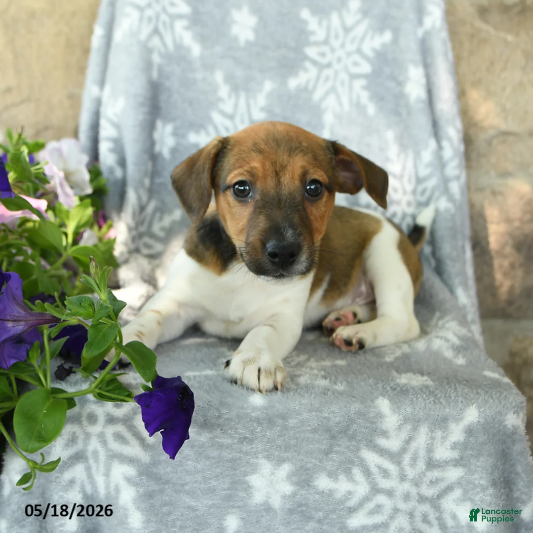 Jack Russell Terrier dogs for sale: Jeff - Ad 3