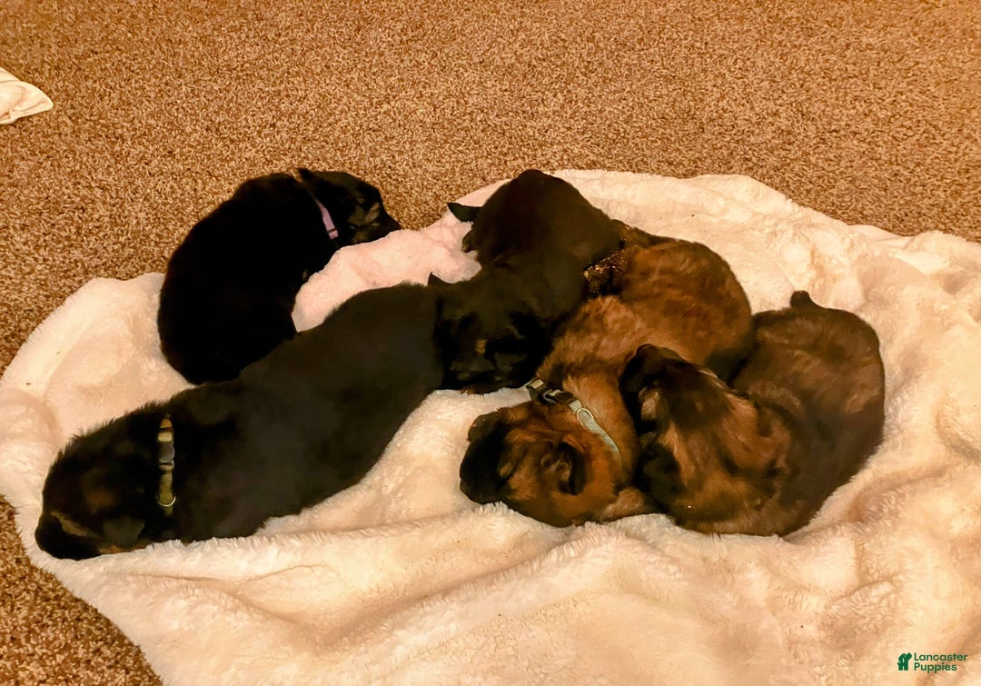 German Shepherd dogs for sale: ♥️SWEET DEZARAY ♥️ - Ad 7