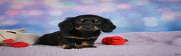 Miniature Dachshund dogs for sale: AKC Jane - Ad 5