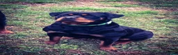 Rottweiler dogs for sale: 2nd Pick Female - Ad 19