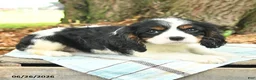 Cavalier King Charles Spaniel dogs for sale: Kim  - Ad 4