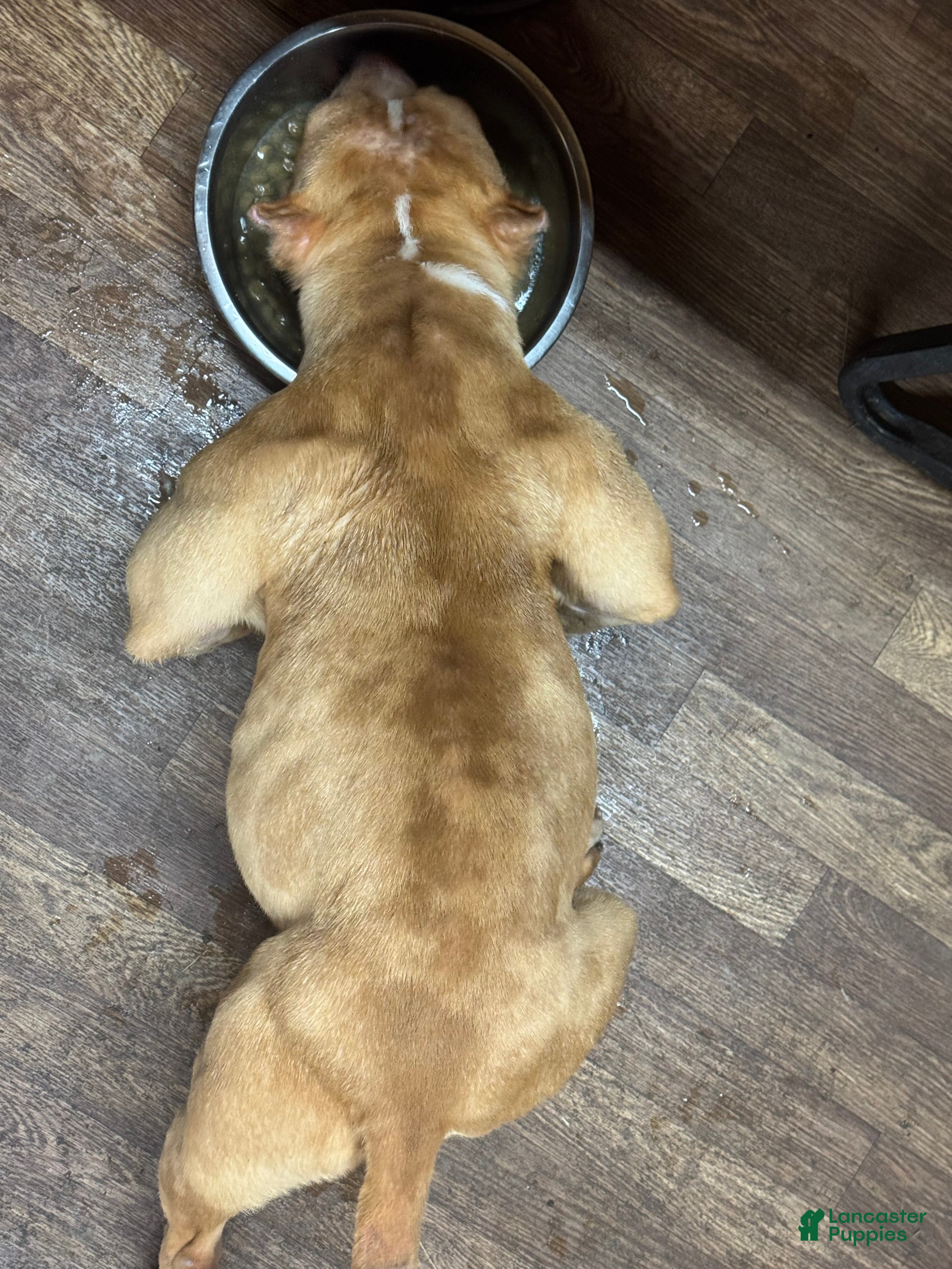 American Bully dogs Chocolate Fawn Merle “REHOME”  - Ad 2