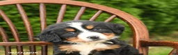 Bernese Mountain Dog dogs for sale: Luxe - Ad 4