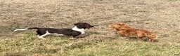Miniature Dachshund dogs for sale: Cooper - Ad 13