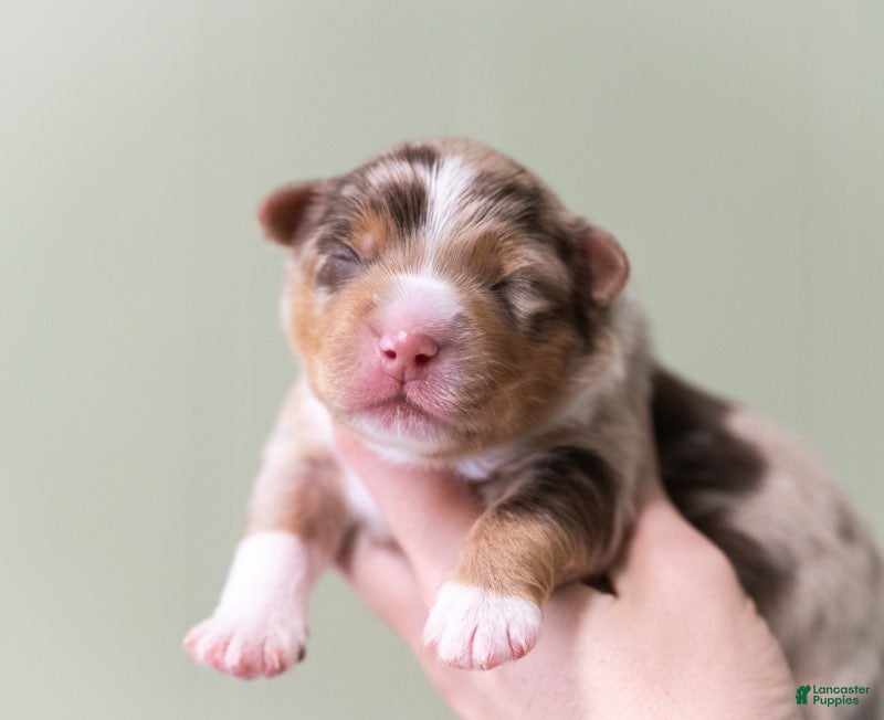 Miniature Australian Shepherd dogs for sale: Naveen - Ad 4