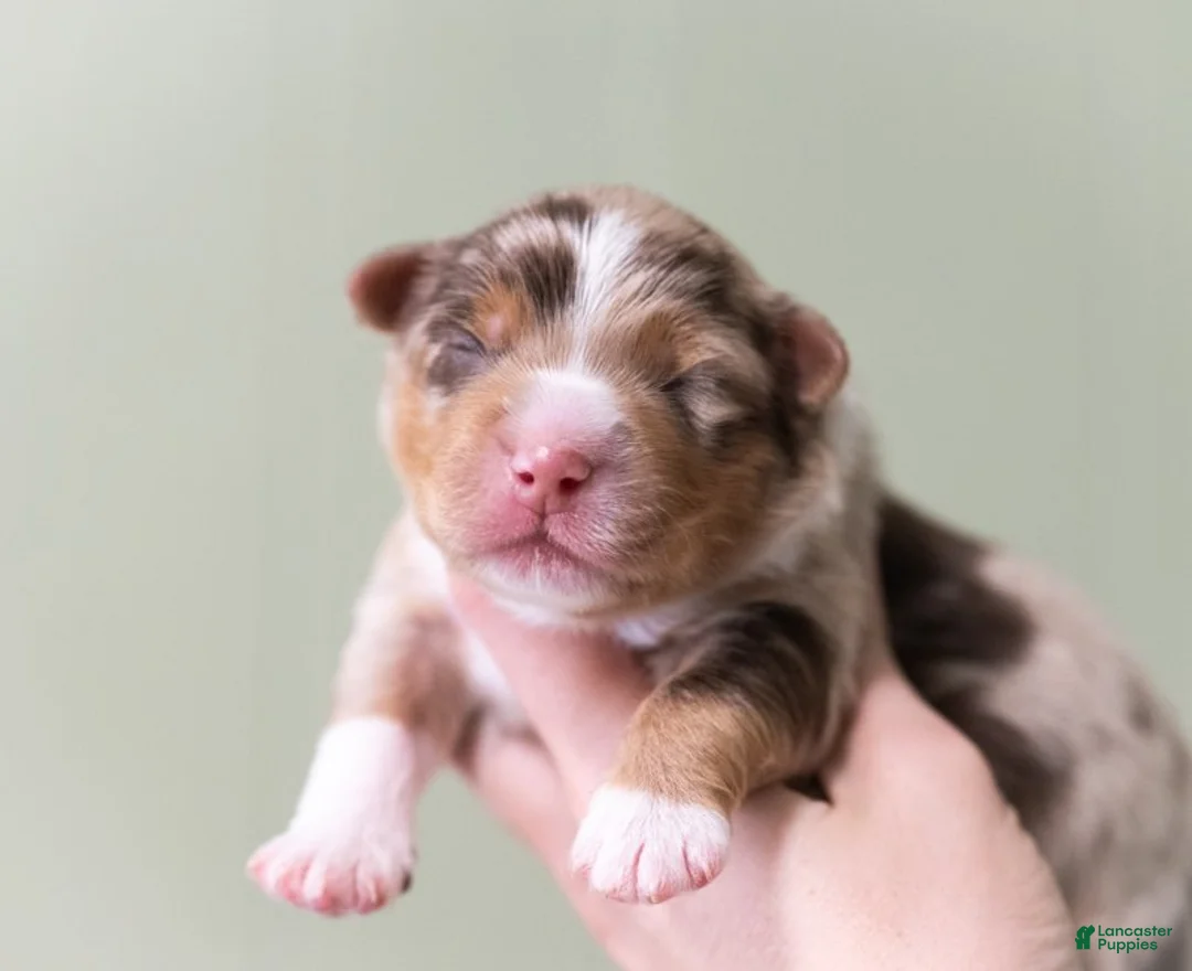 Miniature Australian Shepherd dogs for sale: Naveen - Ad 1