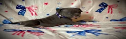 American Bully dogs for sale: Penny - Ad 3