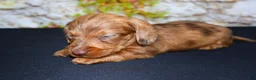 Miniature Dachshund dogs for sale: Zelda - Ad 13