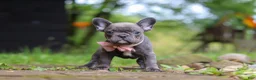 French Bulldog dogs for sale: Darla - Ad 2
