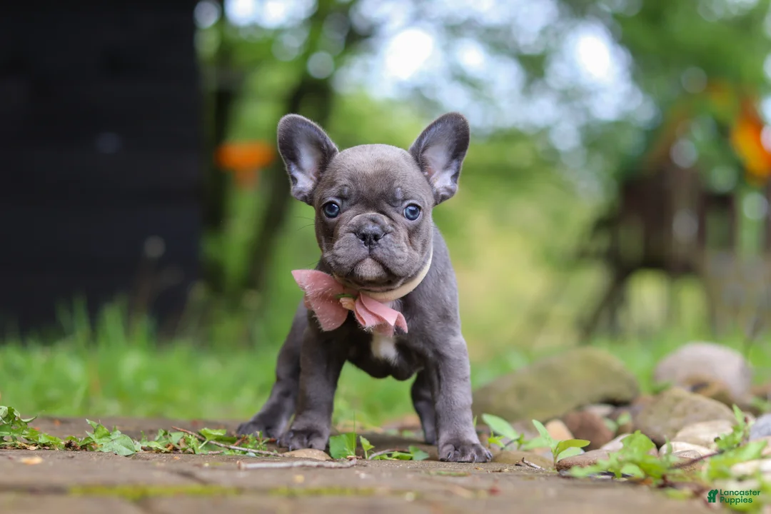 French Bulldog dogs for sale: Darla - Ad 2