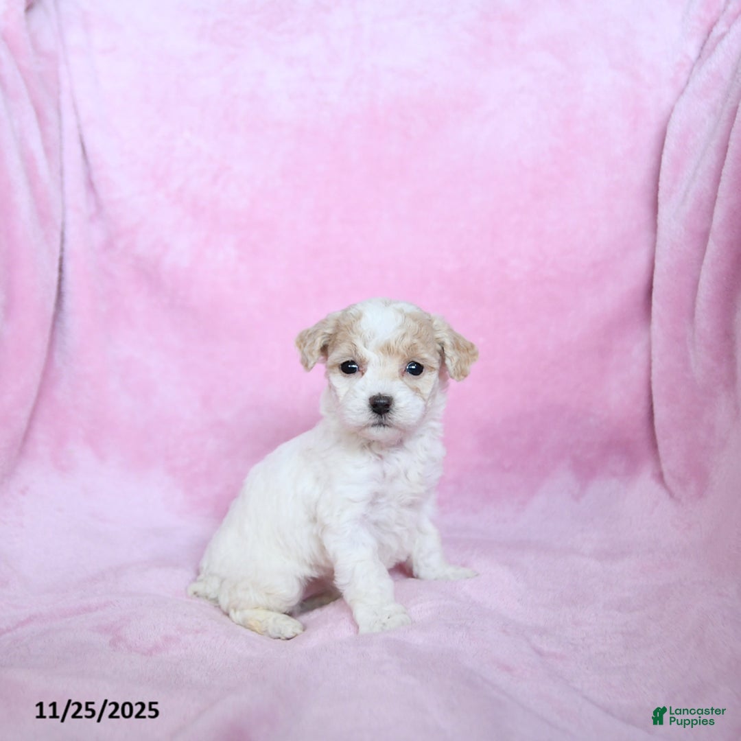 Toy Poodle dogs for sale: Kylan - Ad 5
