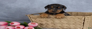 Rufus