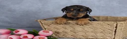 Mixed Breed dogs for sale: Rufus - Ad 1