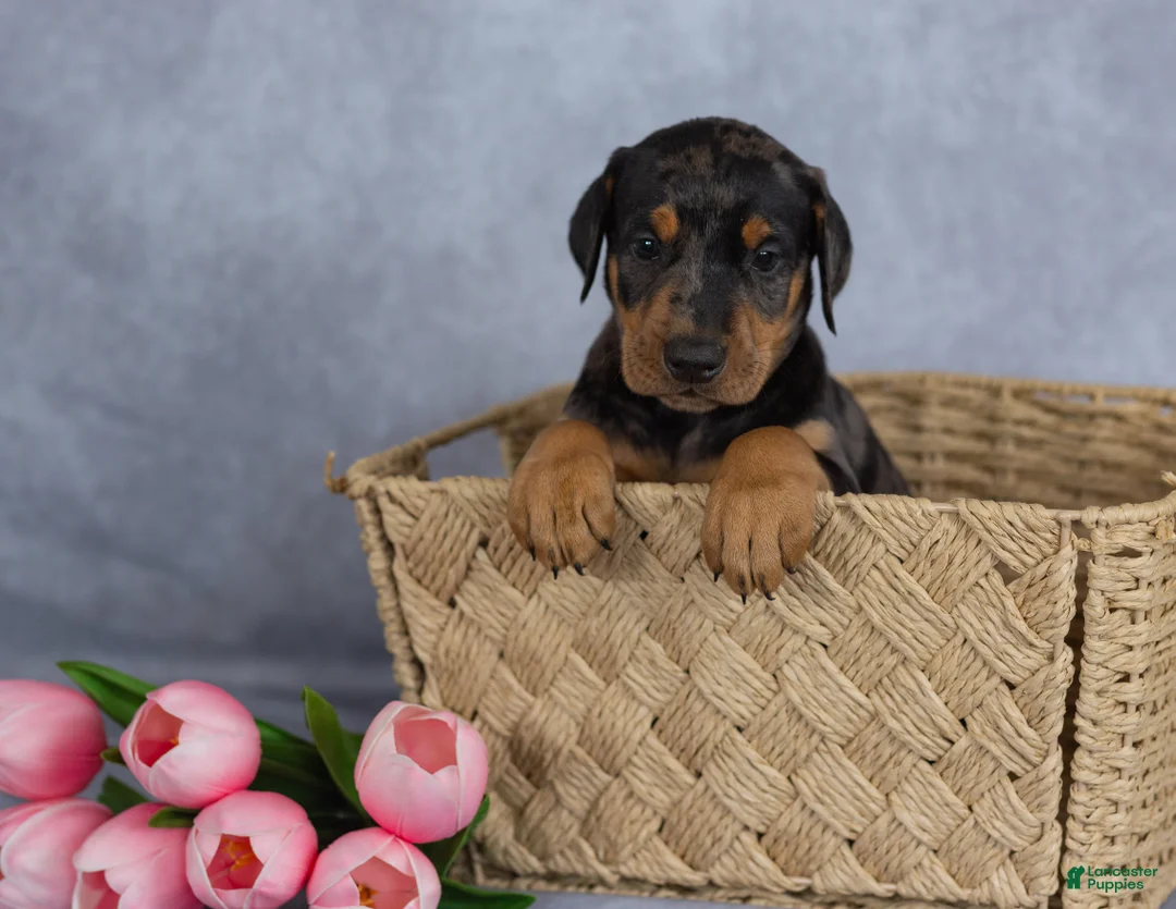 Mixed Breed dogs for sale: Rufus - Ad 1