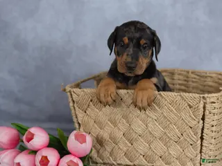 Mixed Breed dogs for sale: Rufus - Ad 1